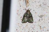 Cryphia algae