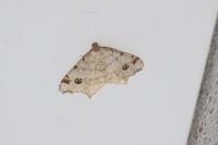 Macaria notata