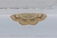 Cyclophora annularia