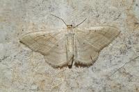 Idaea rufaria