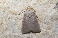 Hoplodrina ambigua