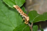 Thyatira batis