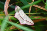 Timandra comae