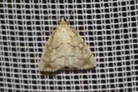 Evergestis pallidata
