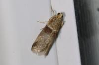 Acrobasis tumidana