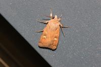 Xestia xanthographa