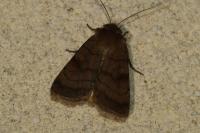 Xestia sexstrigata