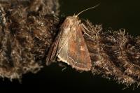 Lacanobia oleracea