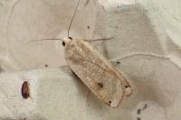 Noctua pronuba