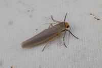 Eilema caniola