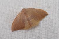 Watsonalla uncinula