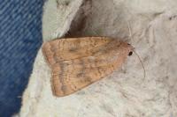 Noctua interjecta