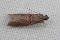 Acrobasis bithynella