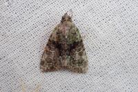 Cryphia algae
