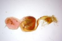 Cryphia algae