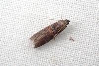 Acrobasis bithynella