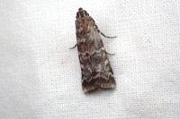 Dioryctria sylvestrella