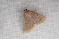 Herminia tarsipennalis