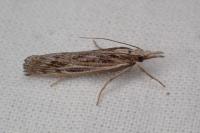 Pediasia fascelinella