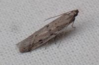 Phycitodes inquinatella