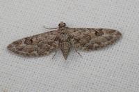Eupithecia nanata