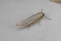 Eilema caniola