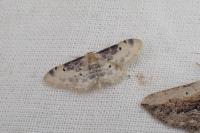 Idaea filicata