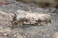 Agrotis catalaunensis