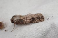 Agrotis catalaunensis