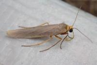 Eilema caniola