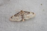 Idaea filicata