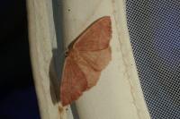 Hylaea fasciaria