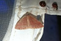 Hylaea fasciaria
