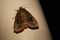 Amphipyra pyramidea