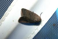Caradrina flavirena