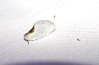 Cilix glaucata/hispanica