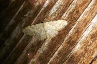 Scopula submutata roseonitens