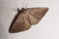 Pachycnemia tibiaria tibiaria