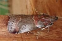 Acrobasis suavella