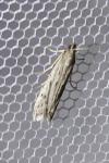 Phycitodes