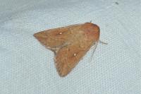Mythimna albipuncta