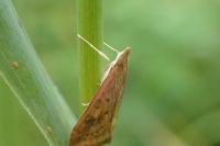 Udea ferrugalis