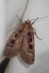 Xestia ditrapezium