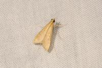 Antigastra catalaunalis
