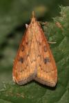Udea ferrugalis