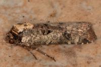 Epilecta linogrisea