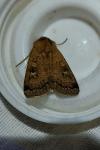 Xestia xanthographa