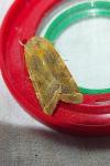 Noctua fimbriata