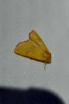 Atethmia centrago