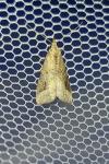 Schrankia costaestrigalis